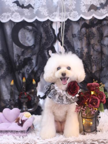 20231018ピッピちゃん